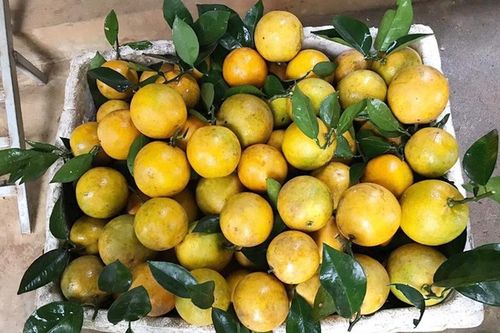 'Mẹo' phân biệt cam Cao Phong và cam Trung Quốc với những điểm này