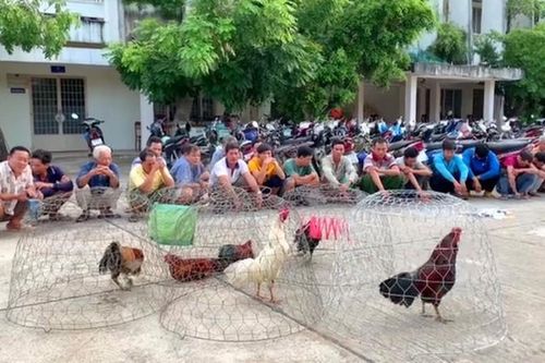 Tạm giữ 28 đối tượng đá gà ăn tiền ở An Giang
