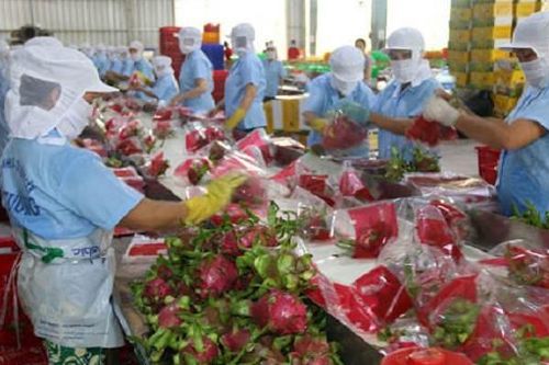 Việt Nam phấn đấu trở thành một trong 5 quốc gia xuất khẩu rau quả hàng đầu thế giới vào năm 2030