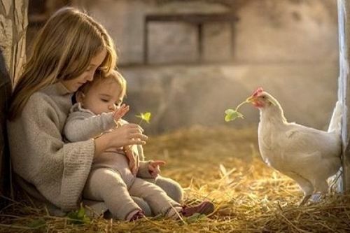 Mơ thấy gà là điềm gì? Dấu hiệu và ý nghĩa cần chú ý
