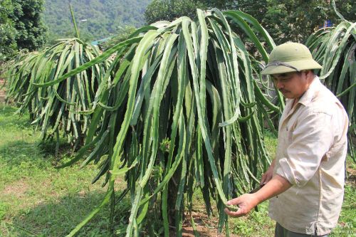 Từ 'vùng đất chết' đến vựa thanh long lớn nhất Nghệ An