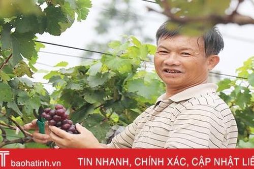 Ngắm vườn nho Hạ Đen lần đầu tiên được trồng ở Thạch Hà