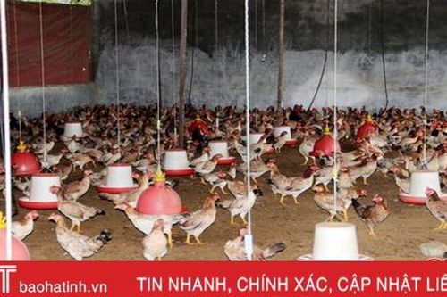 Tốt nghiệp trung cấp thú y về quê lập nghiệp, 8X Hà Tĩnh thu nhập cao từ trại gà thương phẩm