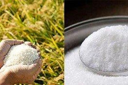 Kỳ lạ giống lúa không cho ra gạo mà cho ra đường tinh khiết