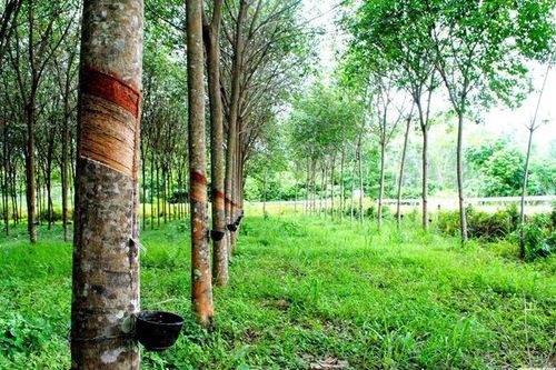 Nghiên cứu từ Indonesia: Cây cao su giúp tăng O2 và giảm CO2