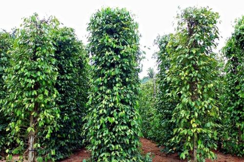 Giá tiêu hôm nay 8/11: Khu vực Tây Nguyên tăng nhẹ, Đông Nam Bộ đi ngang trong tuần qua