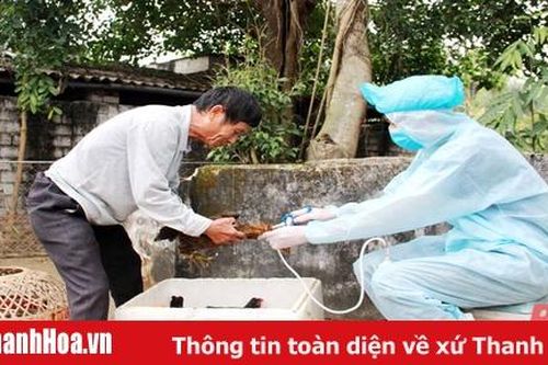 Tiêm phòng cho đàn vật nuôi và những trở ngại