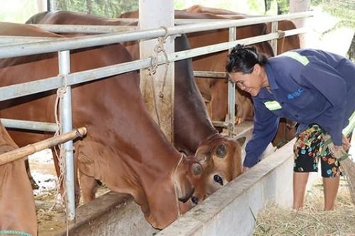 Hà Tĩnh: Nông nuôi bò vỗ béo hiệu quả, đời sống khá giả