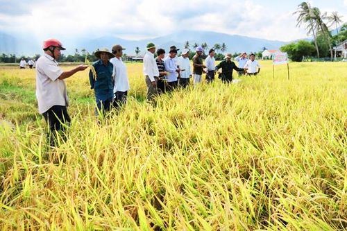 Vạn Ninh: Ứng dụng khoa học vào sản xuất nông nghiệp