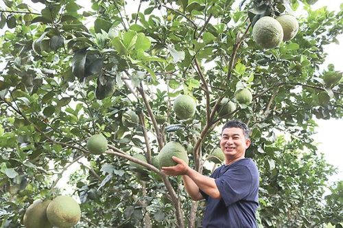 Diên Khánh: Áp dụng hiệu quả khoa học công nghệ vào sản xuất