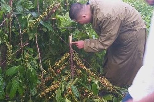 Rẫy cà phê của một gia đình lần thứ 10 bị phá hoại