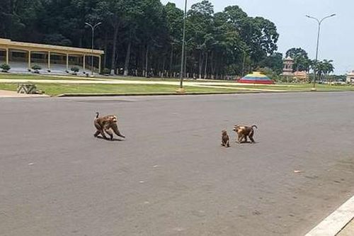 Đề xuất đưa hơn 150 con khỉ trong Tòa thánh Cao Đài vào rừng tự nhiên