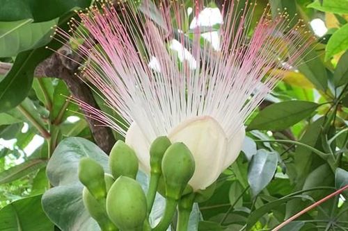 Bàng vuông Trường Sa nở rộ giữa lòng thành phố Hạ Long