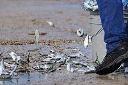 Kinh ngạc top sự kiện hiếm có khó tin trong lịch sử