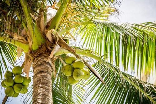Sinh viên trả học phí bằng các sản vật tự nhiên