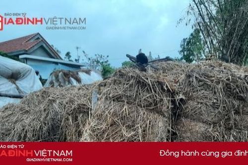 Hàng trăm hộ trồng nấm ở Thừa Thiên Huế 'khóc ròng' vì thiếu rơm làm vụ mới