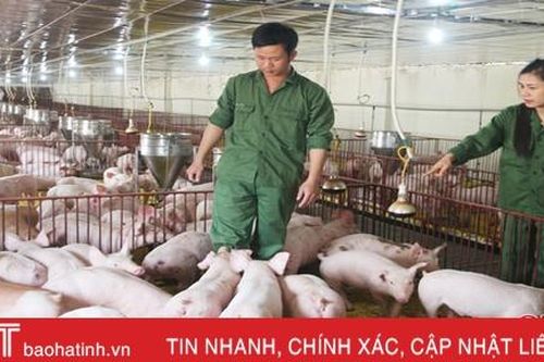 Hà Tĩnh sẽ đảm bảo nguồn cung thịt lợn dịp Tết Tân Sửu 2021