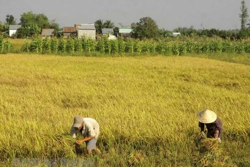 Nhật Bản sẵn sàng hợp tác nâng cao thương hiệu cho gạo Việt Nam