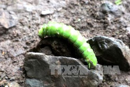 Tiếp tục điều tra, xử lý loài sâu xanh gây hại trên cây