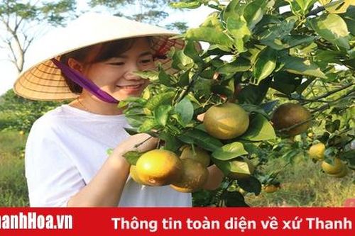 Những vườn cam thoát nghèo