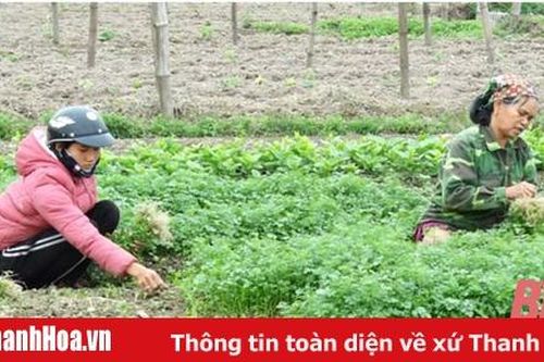 Gần 500 ha cây trồng ở Thọ Xuân được liên kết, bao tiêu sản phẩm