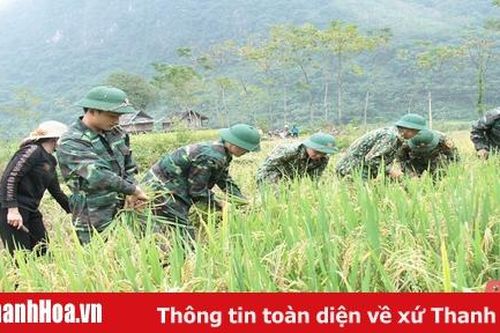 Cán bộ, chiến sỹ Đồn Biên phòng Tam Chung hỗ trợ người dân thu hoạch lúa