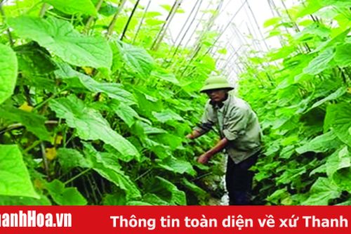 Trồng dưa chuột sạch, lãi gấp 3 – 4 lần trồng lúa