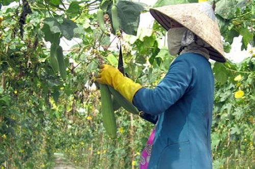 Trồng mướp hương cho thu nhập tiền triệu mỗi ngày