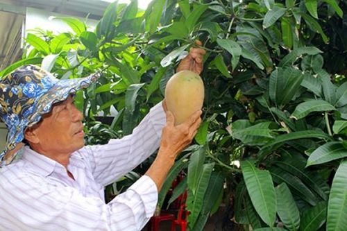 Thế mạnh xoài cát hồng