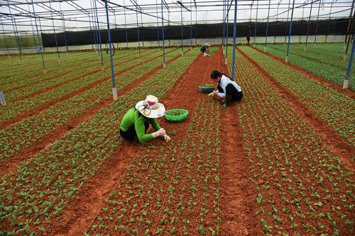 Đà Lạt: Phường 12 gieo trồng 120 ha hoa Tết 2021