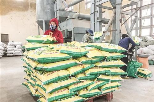 Đảm bảo đủ lúa giống, vấn đề cấp bách trong sản xuất vụ đông xuân