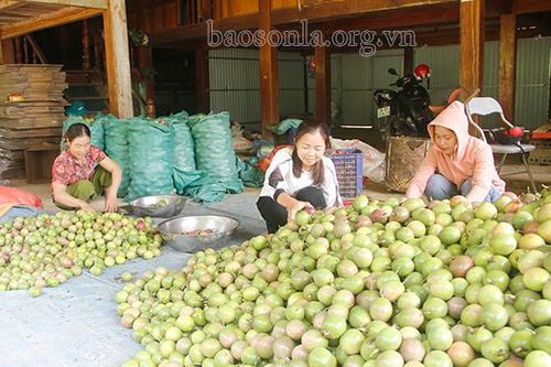 Cây chanh leo ở bản Tường Han