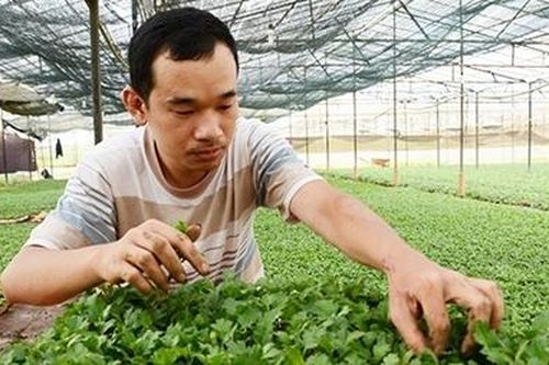 Đà Lạt chuẩn bị cho thị trường hoa Tết