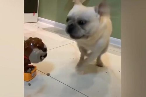 Clip: Chó giả 'dọa' chó thật giật bắn mình hoảng hốt