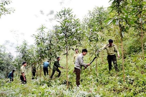 Cả nước đã trồng mới được 198.000ha rừng