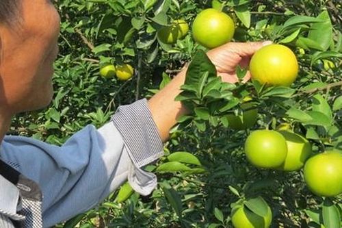 Đứng ngồi không yên khi 'cam tiến Vua' ở Nghệ An rụng đầy vườn sau mưa lũ