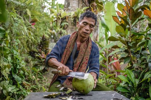 Sinh viên Bali, Indonesia nộp học phí bằng... dừa vì đại dịch Covid-19