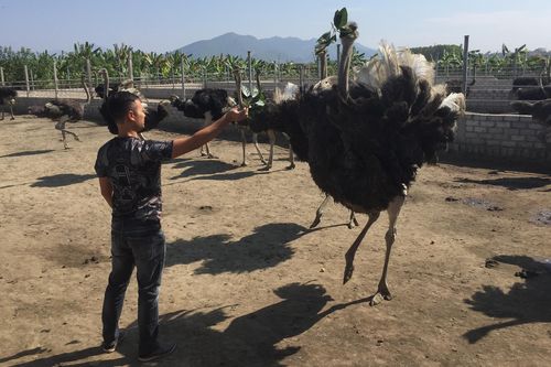 Khát vọng làm giàu từ chăn nuôi đà điểu
