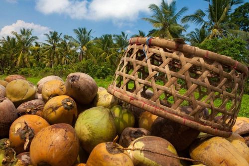 Trường ở Bali cho sinh viên trả học phí bằng lá cây