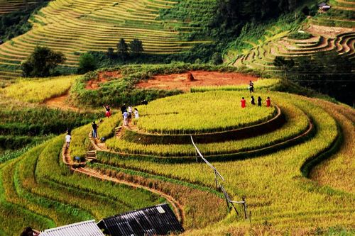 Mùa vàng La Pán Tẩn
