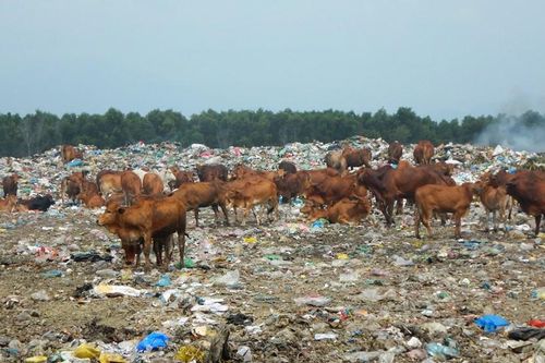 Hàng trăm con bò được chăn thả trên bãi rác lớn nhất thành phố Phan Thiết