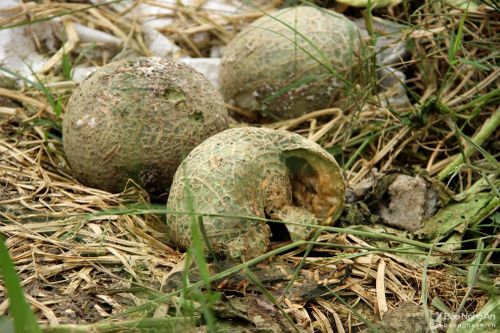 Nghệ An: Xót xa dưa lưới công nghệ cao bị hư thối hàng loạt sau trận lụt lịch sử