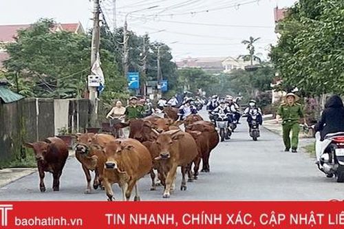 Ngăn chặn trâu, bò 'dạo chơi' trên đường ở Thạch Hà