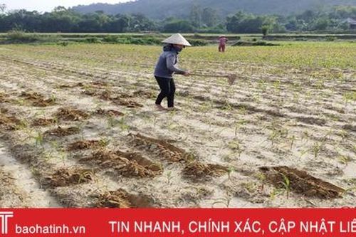 Nông dân Vũ Quang đón nắng ấm, tập trung phủ xanh 450 ha ngô vụ đông