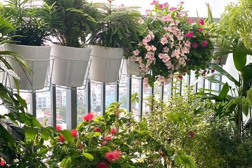 Cộng đồng mạng thi nhau kể chuyện cây xanh và chiến dịch ý nghĩa