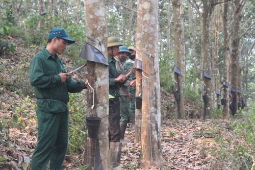 GS. Hoàng Hòe: Cần nghiêm túc đánh giá để quy hoạch lại diện tích cao su tại Việt Nam