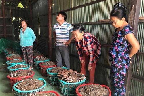 Triển vọng mô hình trồng nấm rơm dạng sọt
