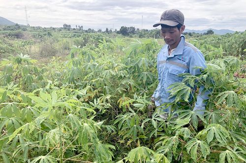 Vụ mì thất bát ở Krông Pa