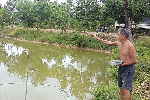 Triển khai nhiều mô hình nuôi cá nước ngọt giống mới