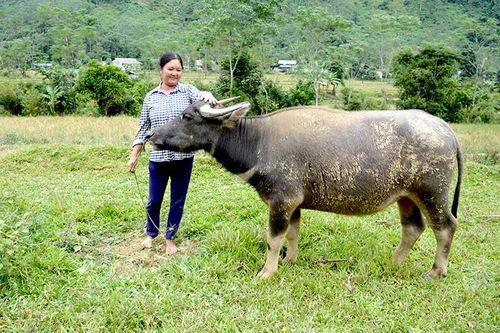 Lâm Bình tạo nguồn vốn cho người dân phát triển sản xuất